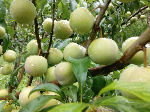 yh0612cc����(�й�)���޹�˾