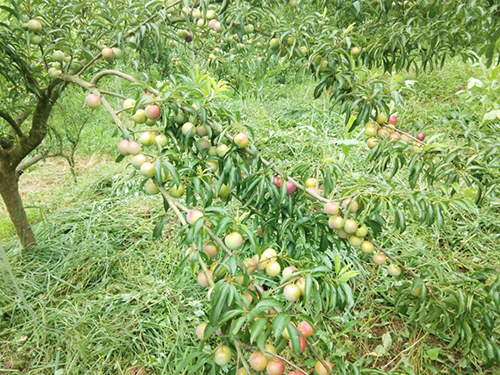 yh0612cc����(�й�)���޹�˾